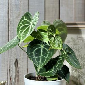 アンスリウム ルクスリアンス 3.5号 アーバンジャングル Anthurium