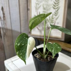 おすすめ フィロデンドロン ビレッティアエ 4号鉢(個体おまかせ1鉢