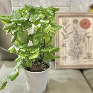 塊根植物 亀甲竜 4号 個体G コーデックス 亀甲竜 カッコイイ 亀 甲羅