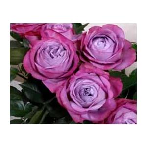 バラ苗 強香 パヒューパープル4号 今井清作出 切り花品種接ぎ木（植え