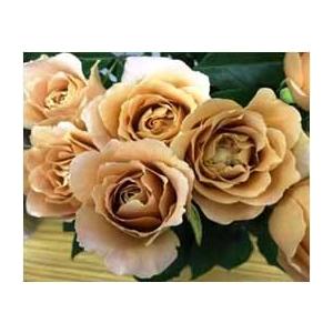 バラ苗 ティアユニーク4号 今井清作出 切り花品種接ぎ木（植え替えず