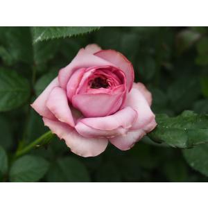 バラ苗 とげ少ない 矮性 ビアントワ（kn30-62）4号 今井清作出 切り花