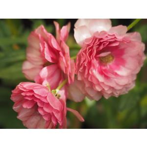 ラナンキュラス ラックス リーベラ4号ポット1株（苗 1注文同梱包1