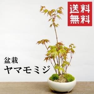 イロハモミジ盆栽 もみじ bonsai 送料無料 : 盆栽ショップ わびさび