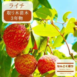 ライチ苗 チャカパットレイシ取木 大苗 : 佛山ヤフー店 - 通販 - Yahoo