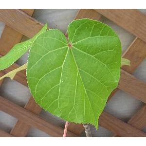 オオハマボウ（ユウナ） 苗 苗木 : 日本花卉ガーデンセンターYahoo!店