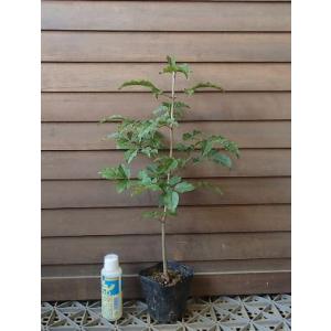 5寸鉢植え アオダモ（バットの木） 苗 苗木 : 日本花卉ガーデン