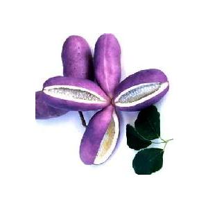 リュウカデンドロン サファリマジック（鉢植え） リューカデンドロン