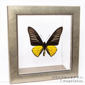 昆虫標本 蝶の標本 ポルティスモルフォ メタリック調ライトフレーム