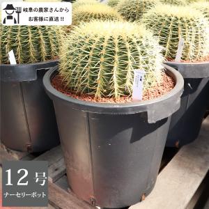 サボテンの王様 金鯱 12号鉢 大型 特大 観葉植物 多肉植物 金シャチ