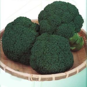 ブロッコリー種子 ピクセル コート種子5000粒×2ケ ブロッコリー種子