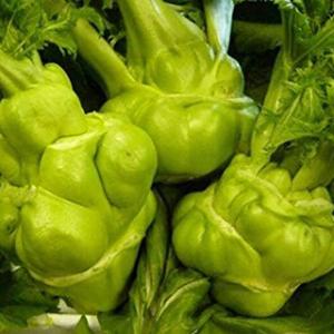 SK9-099 ブロッコリー種子 ペレット5000粒 【野菜種子】【サカタのタネ