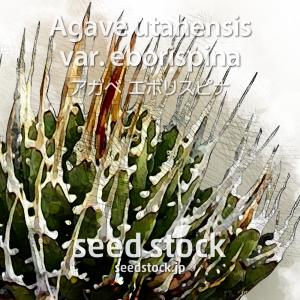 アガベの種子 オテロイ Agave oteroi : SEEDSTOCK ヤフーショップ
