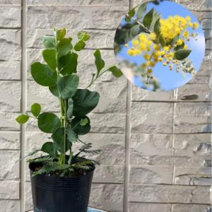 日本花キ流通 カカオの木 6号鉢 カカオ 鉢 チョコレート 苗 苗木 果樹