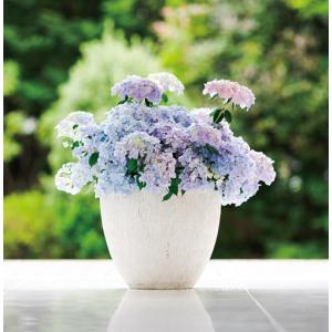 アジサイ 苗 ラグランジア(R) シャンデリーニ 品種登録出願中 1株 PW