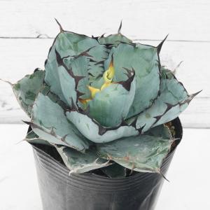 ITANSE アガベ チタノタ・ブルー 多肉植物 3.5号鉢/1個売り リビング