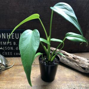 モンステラ バールマルクスフレーム 3号 苗 観葉植物 Monstera burl