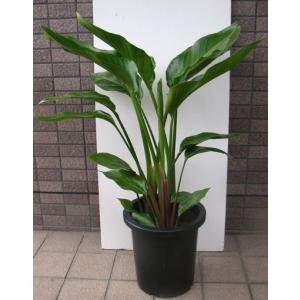 オーガスタ 観葉植物 ストレリチア 8号 綺麗 お祝い ギフト 開店祝い