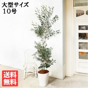 送料無料 カシワバゴム ゴムの木 フィカス リラータ 10号 観葉植物 10