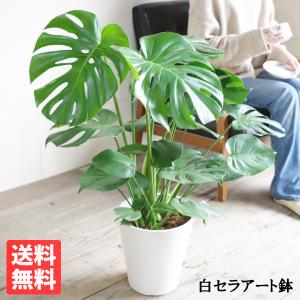 アレカヤシ 8号 観葉植物 スタイリッシュ 鉢植え 苗 リゾート 南国