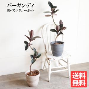 ワンダエ ドワーフ アンド カーリング 2 P.wandae 'Dwarf & Curling