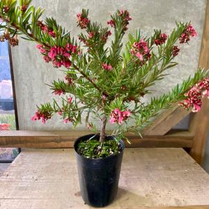 グレビレア ジョンエバンス グレヴィレア ネイティブ プランツ