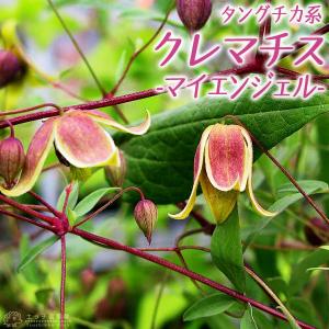 常緑クレマチス 『 ピクシー 』 オセアニア系・旧枝咲き 9cmポット苗