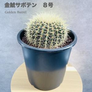 サボテンの王様 金鯱 12号鉢 大型 特大 観葉植物 多肉植物 金シャチ