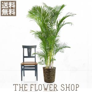 NO.331 最晃閣 : 万年青・庄おもと園 - 通販 - Yahoo!ショッピング