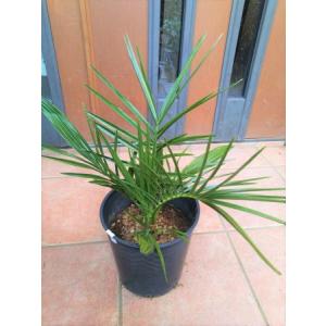 ◇フェニックス・ナツメヤシ・10号◇国産デーツ苗！◇全長80CM前後