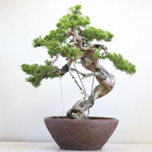 糸魚川真柏 : 盆栽ショップ わびさび Yahoo!店 - 通販 - Yahoo