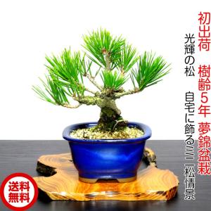 盆栽 松 錦松 樹齢13年 渾身の傑作 極太幹の「夢錦」 : 和心盆栽
