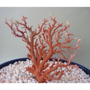 白珊瑚の原木・拝見・置物/艶出し加工済み/黒檀台/『宝石サンゴ