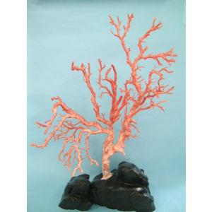 ピンク珊瑚の拝見・置物（艶出し加工済み）/原木/黒檀台/『宝石サンゴ