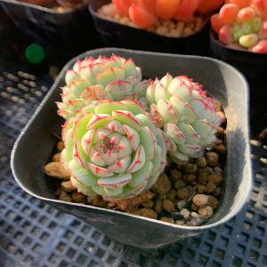 農園直売 多肉植物 寄せ植え エケベリア属 ラズベリーアイス（大）美苗