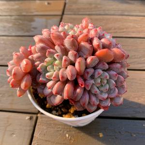 農園直売 多肉植物 寄せ植え アエオニウム属 ハロウィン錦 子付き 大