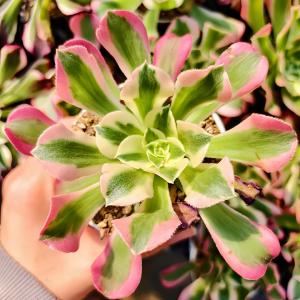 農園直売 多肉植物 寄せ植え アエオニウム属 マイバッハ錦（群） 観葉