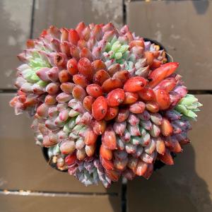 農園直売 多肉植物 寄せ植え アエオニウム属 赤水仙 （群）観葉植物