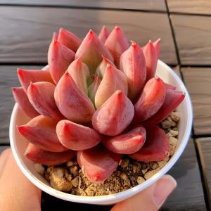 農園直売 多肉植物 寄せ植え エケベリア属 Honey pink(単) 観葉植物