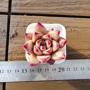 農園直売 多肉植物 寄せ植え アエオニウム属 ハロウィン錦 子付き 大