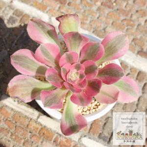 農園直売 多肉植物 寄せ植え アエオニウム ピンクウィッチ（錦）群