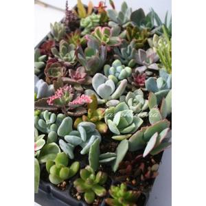 Sサイズ10種類苗セット 多肉植物根付苗セット 多肉植物セット