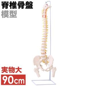 モノライフ 骨格模型4セット 脊椎 背骨 楽天市場】人体模型 脊椎骨盤