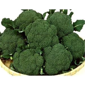 SK9-099 ブロッコリー種子 ペレット5000粒 【野菜種子】【サカタのタネ