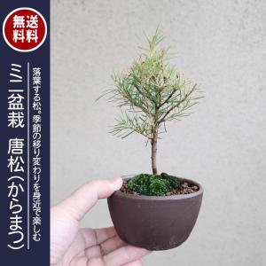 ミニ盆栽：三河黒松*（土物反六角陶器鉢）鉢植え お試しおためし盆栽に