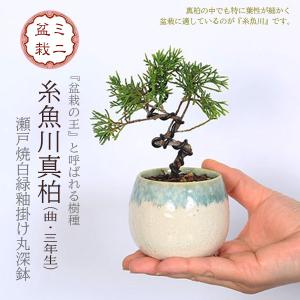 盆栽：糸魚川真柏石付 現品* しんぱく シンパク Sabina chinesis