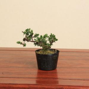 盆栽 杜松 八ッ房性 トショウ 小品盆栽 ミニ盆栽 松柏 盆栽素材 苗木
