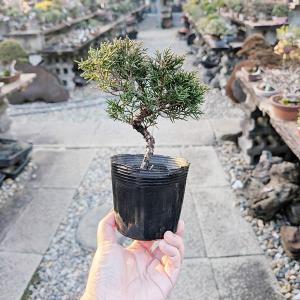 盆栽苗：斑入真柏* 斑入り真柏 フイリ シンパク : 遊恵盆栽 Yahoo!店