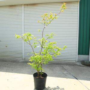 クリスマスローズ開花株 SDモーリー毬姫 445 現品限り : 金井園芸