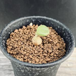 ☆特価☆コーデックス：ブーファン ハエマンソイデス ダブルヘッド 発